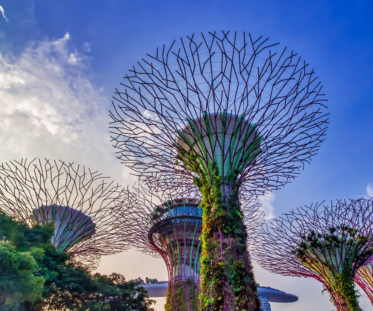 Super Tree Grove Singapore